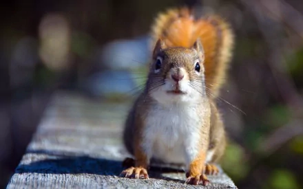 HD desktop wallpaper featuring a close-up of a curious squirrel standing on a wooden surface with a blurred natural background.