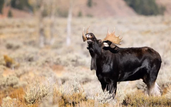 HD PC desktop wallpaper featuring a majestic moose standing in a dry, open landscape with soft, natural lighting highlighting its antlers and dark coat.
