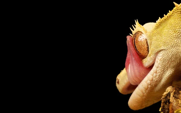 Animal gecko HD Desktop Wallpaper | Background Image