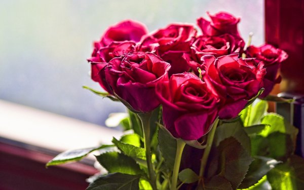 Nature Rose Flowers HD Wallpaper | Background Image