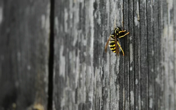 Animal wasp HD Desktop Wallpaper | Background Image