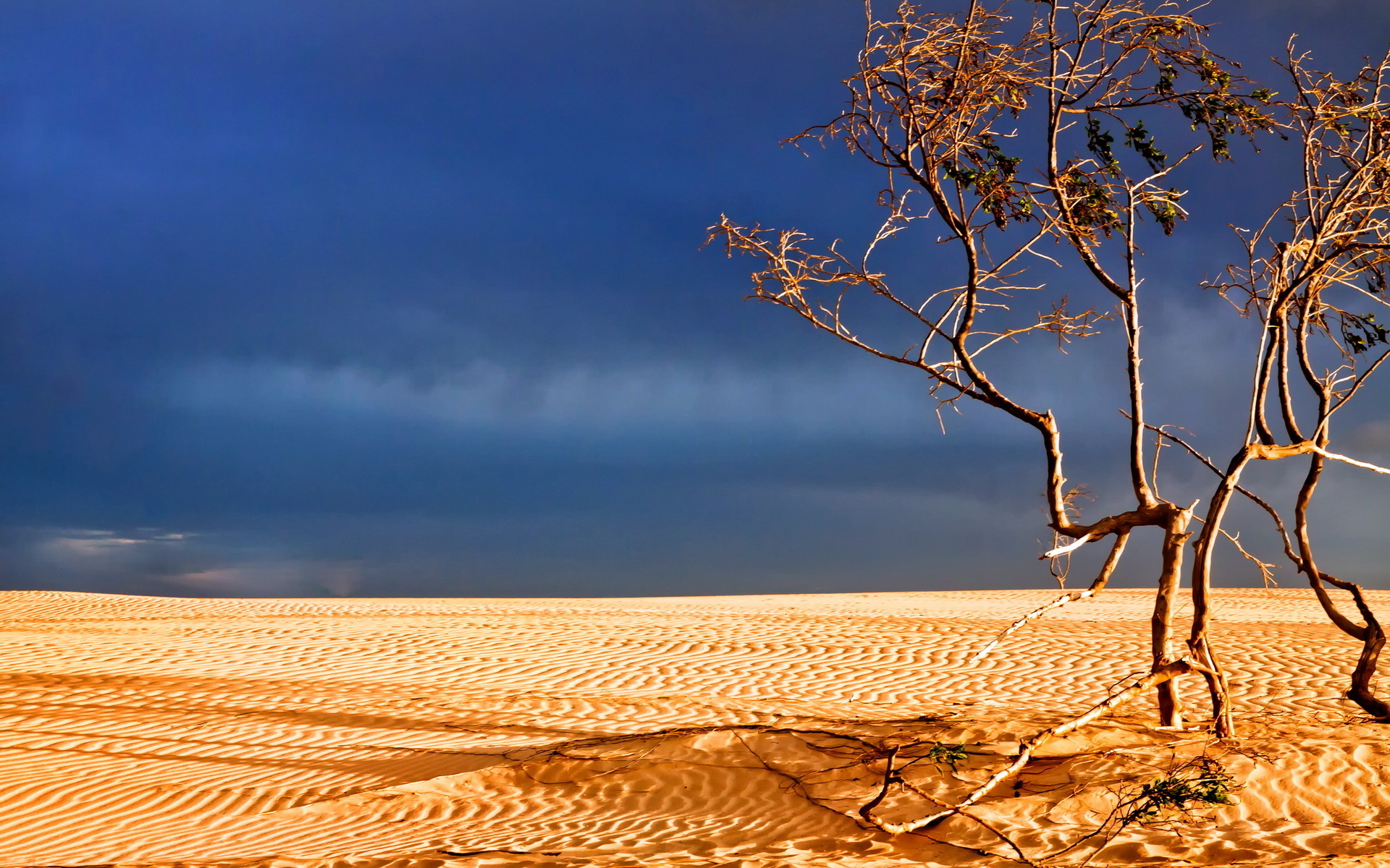 Download Nature Sand Landscape Tree Desert HD Wallpaper