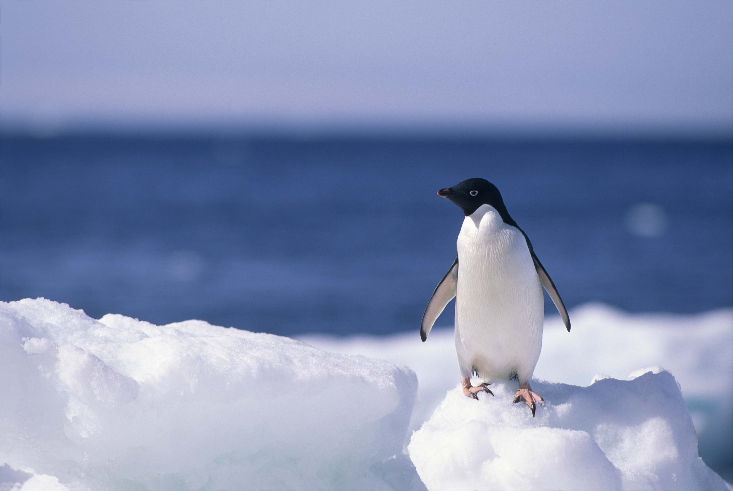 Download Bird Animal Penguin HD Wallpaper