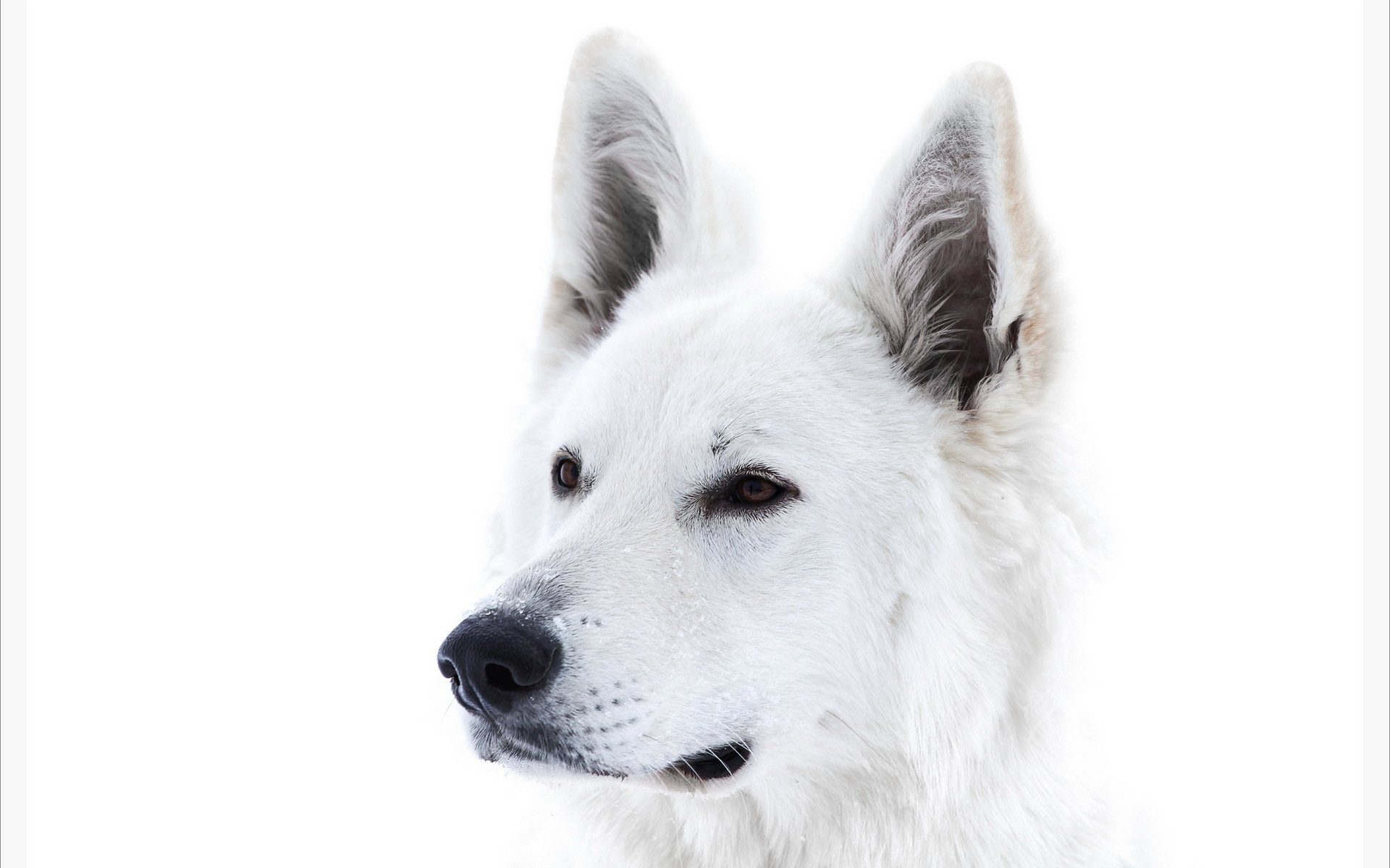 Close-up portrait of a white Swiss Shepherd dog (White Shepherd) on a clean white background — HD PC desktop wallpaper.
