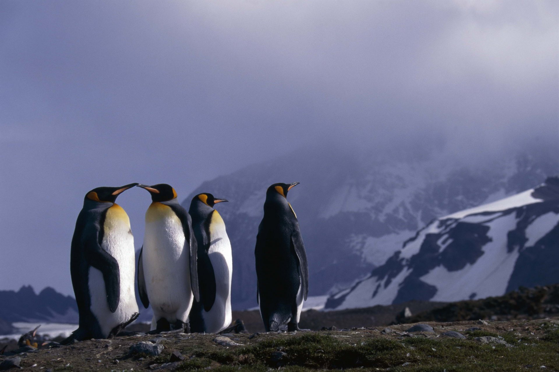 HD desktop wallpaper of a group of emperor penguins standing on rocky terrain with snow-covered mountains and a cloudy sky in the background.