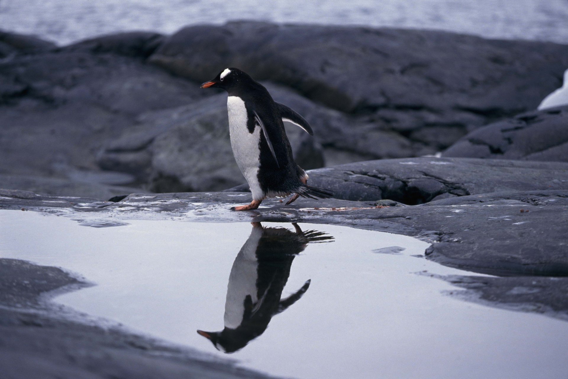 2K Quad HD PC desktop wallpaper: a penguin (animal) standing on a rocky shore, its reflection mirrored in a shallow pool.