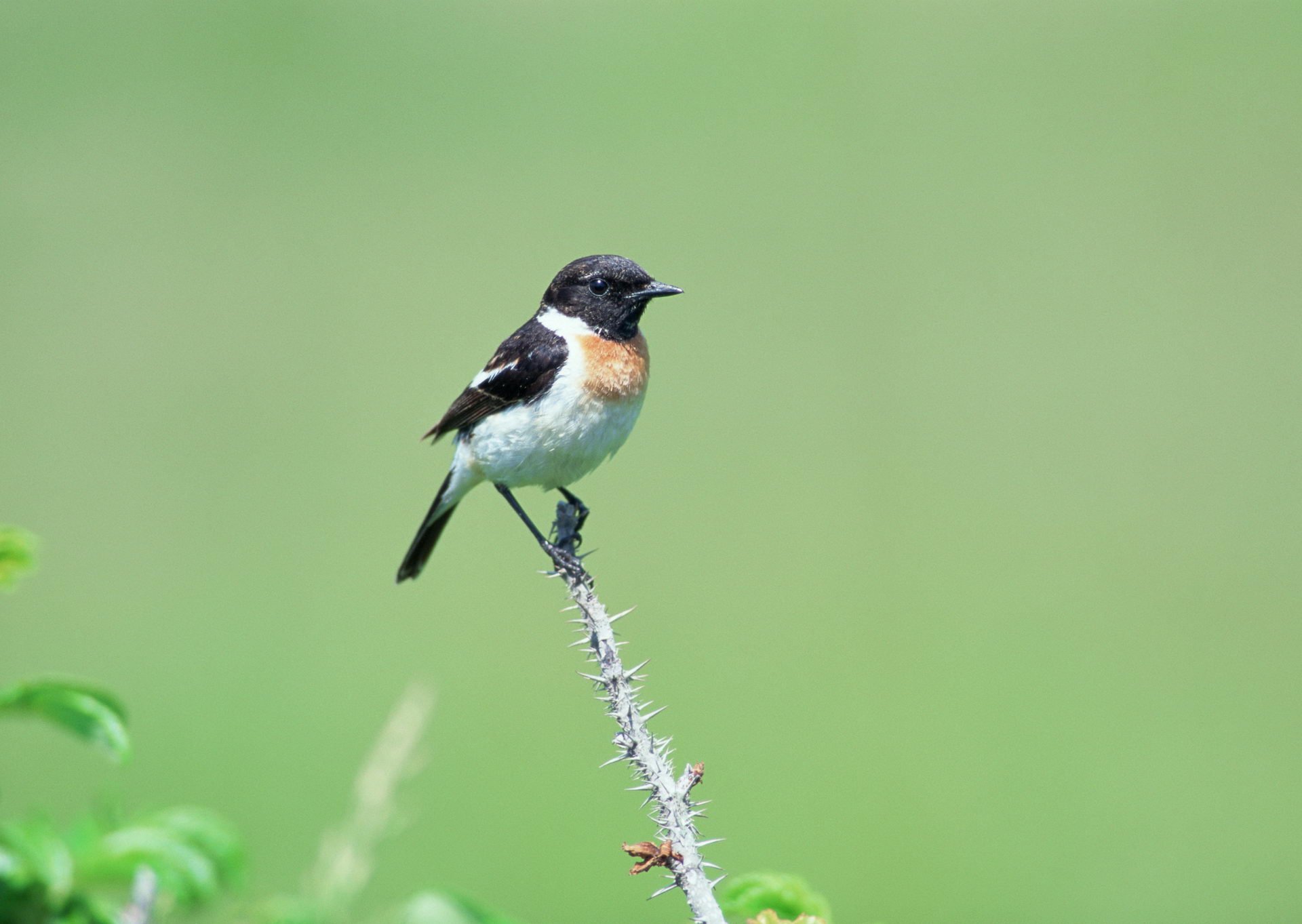 A bird. Птичка четырехцветка. Птицы фото с названиями для дошкольников. Ласточка картинки звер. Обои 6а телефон птицы.