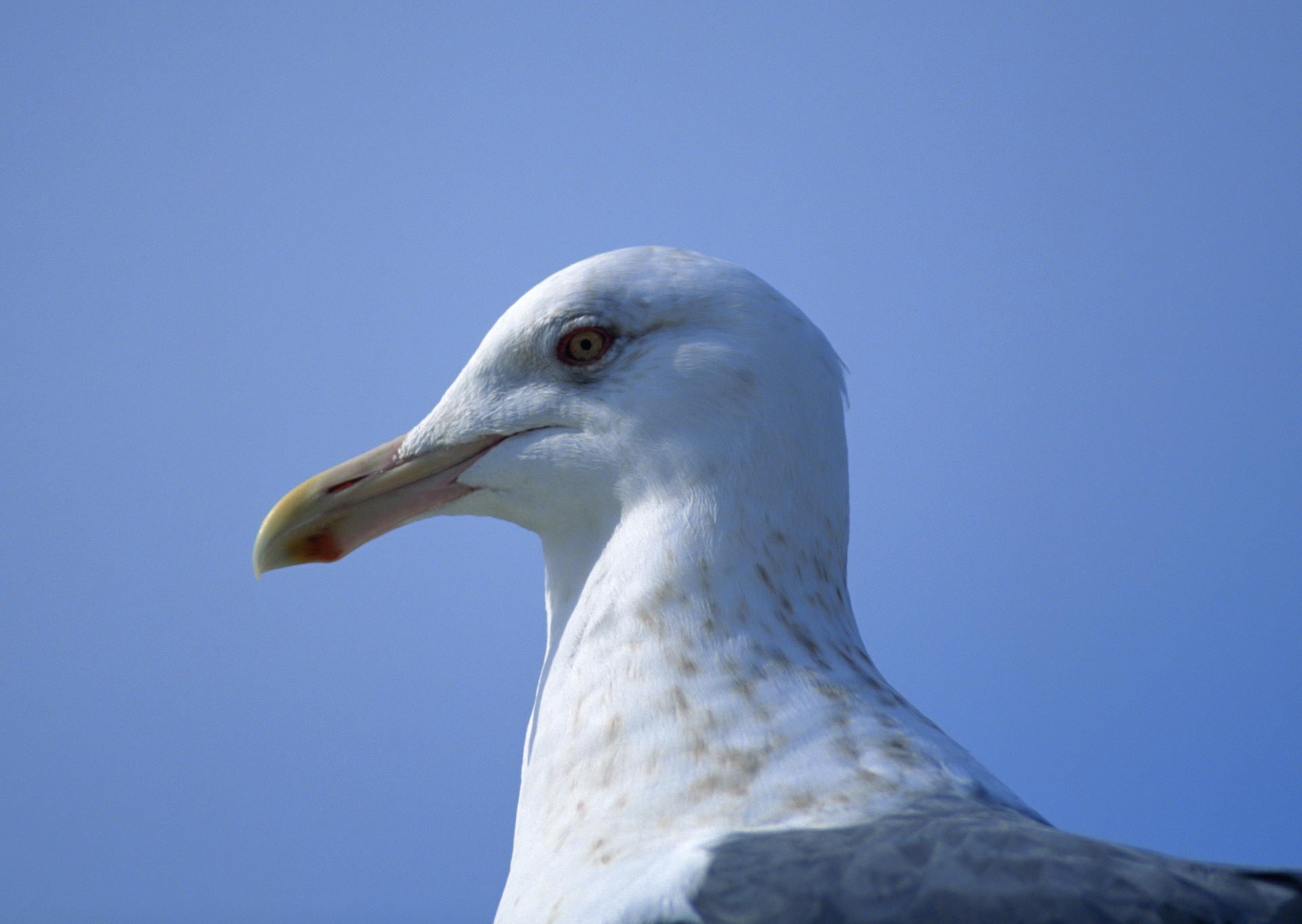 Seagull HD Wallpaper