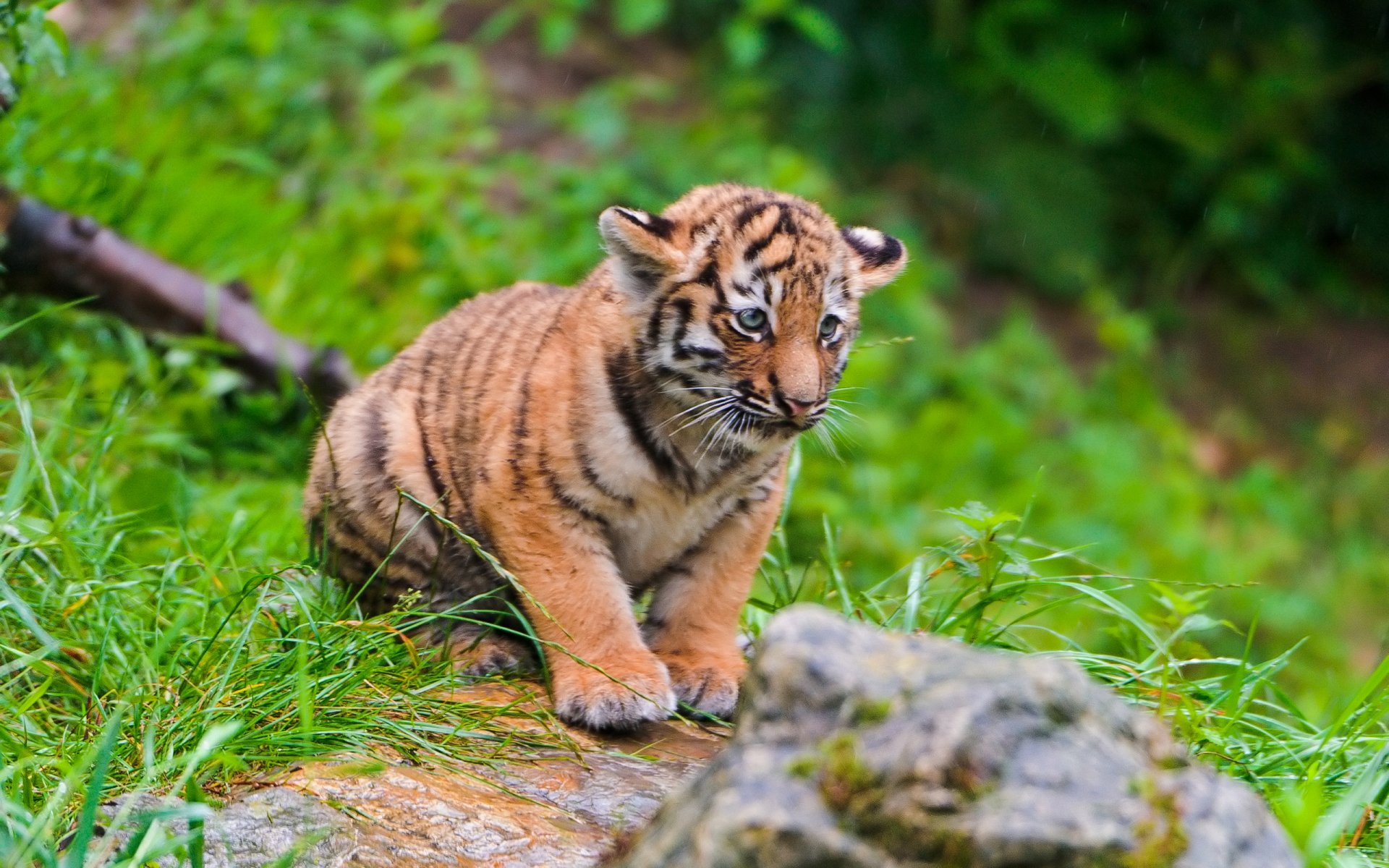 HD desktop wallpaper featuring a young tiger cub walking on lush green grass with a natural forest background.