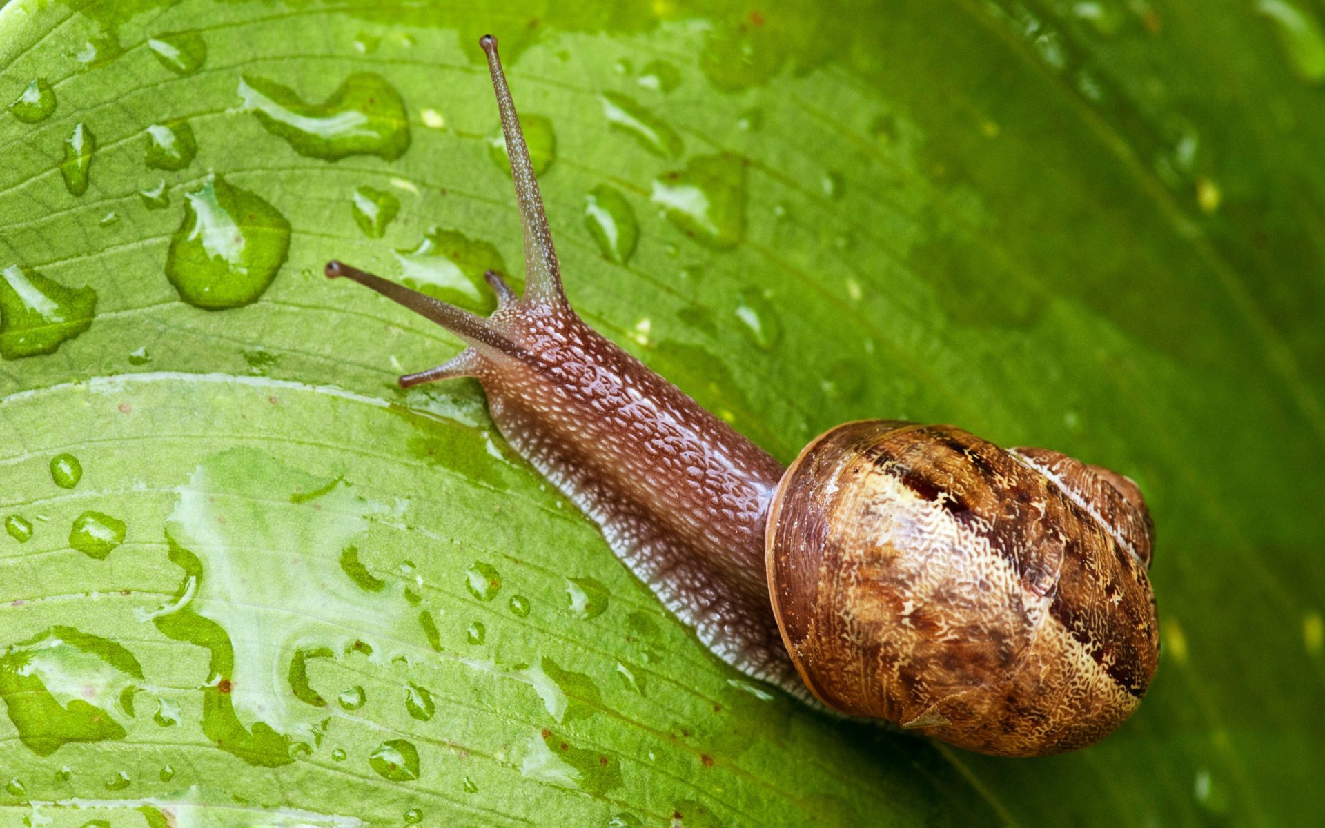HD desktop wallpaper featuring a close-up of a brown snail on a vibrant green leaf with water droplets.