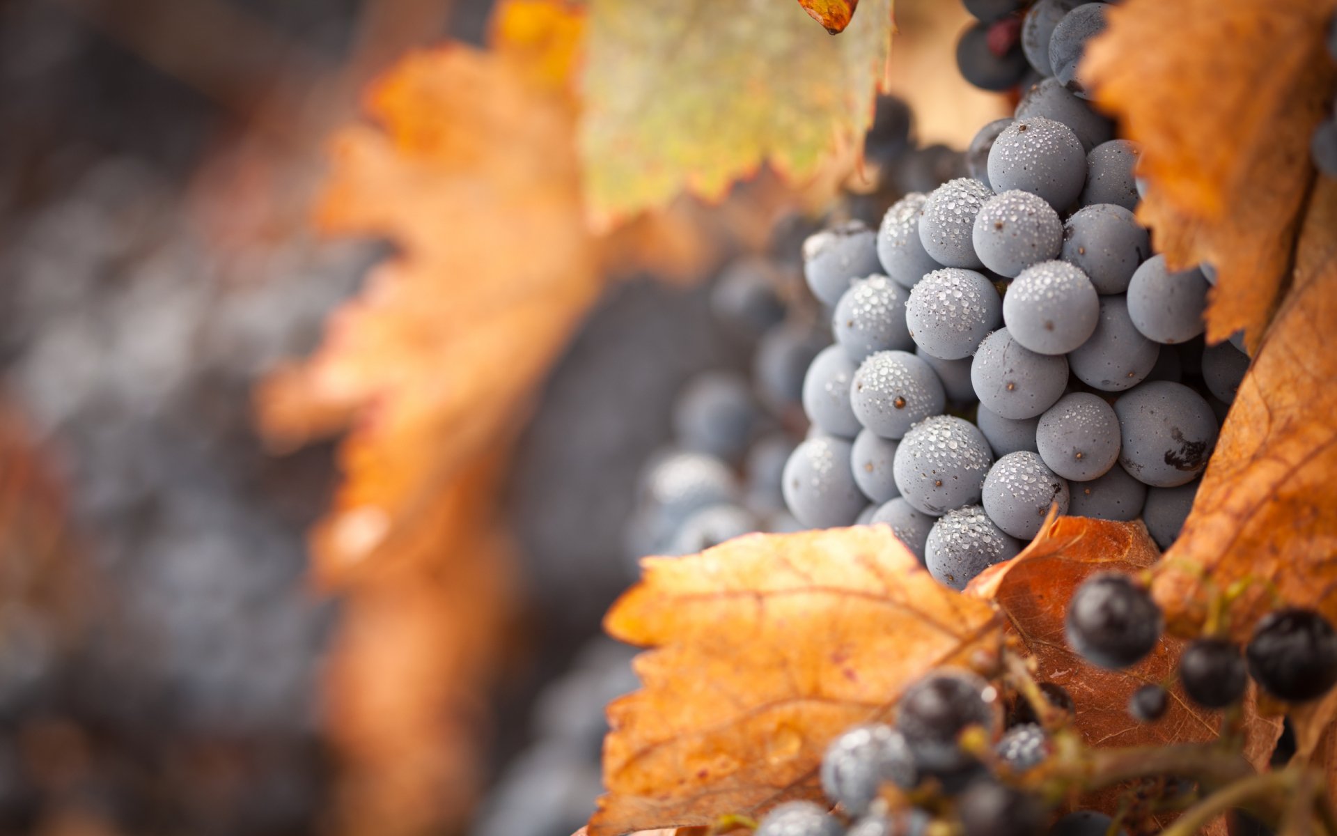 HD desktop wallpaper featuring close-up of ripe purple grapes surrounded by autumnal orange leaves, showcasing food in a vibrant natural setting.