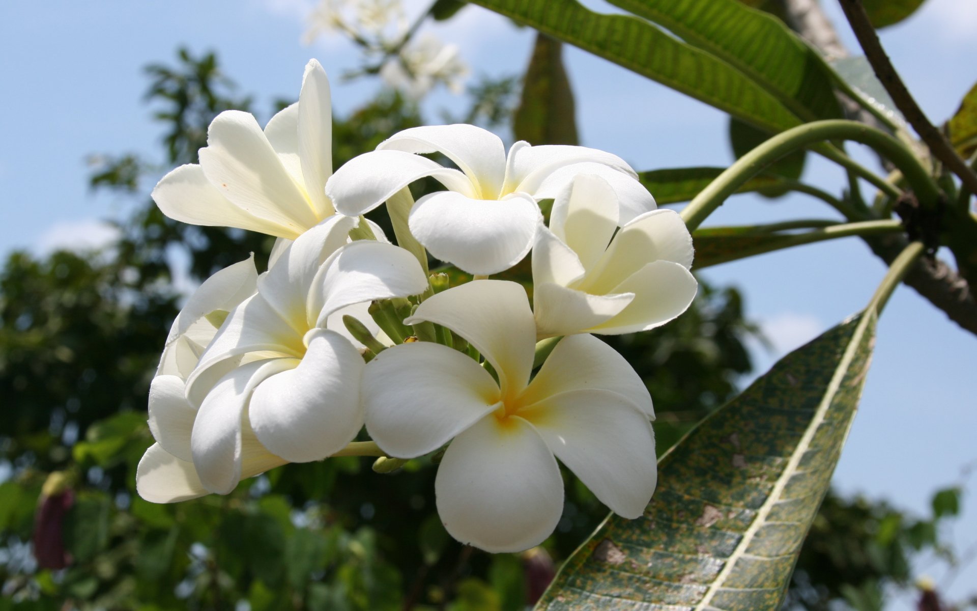 2K Quad HD PC desktop wallpaper: white frangipani (plumeria) cluster against blue sky with green leaves — flower nature background.