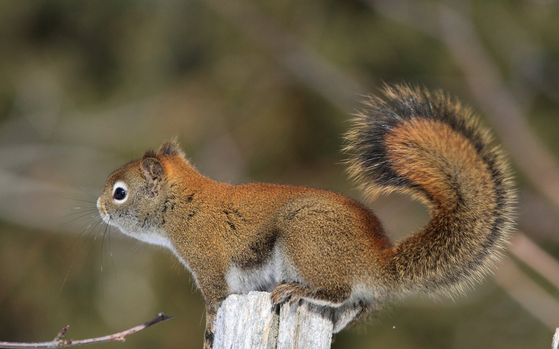 Red squirrel perched on a weathered post, bushy tail curled against a soft woodland blur — 2K Quad HD PC desktop wallpaper and background.