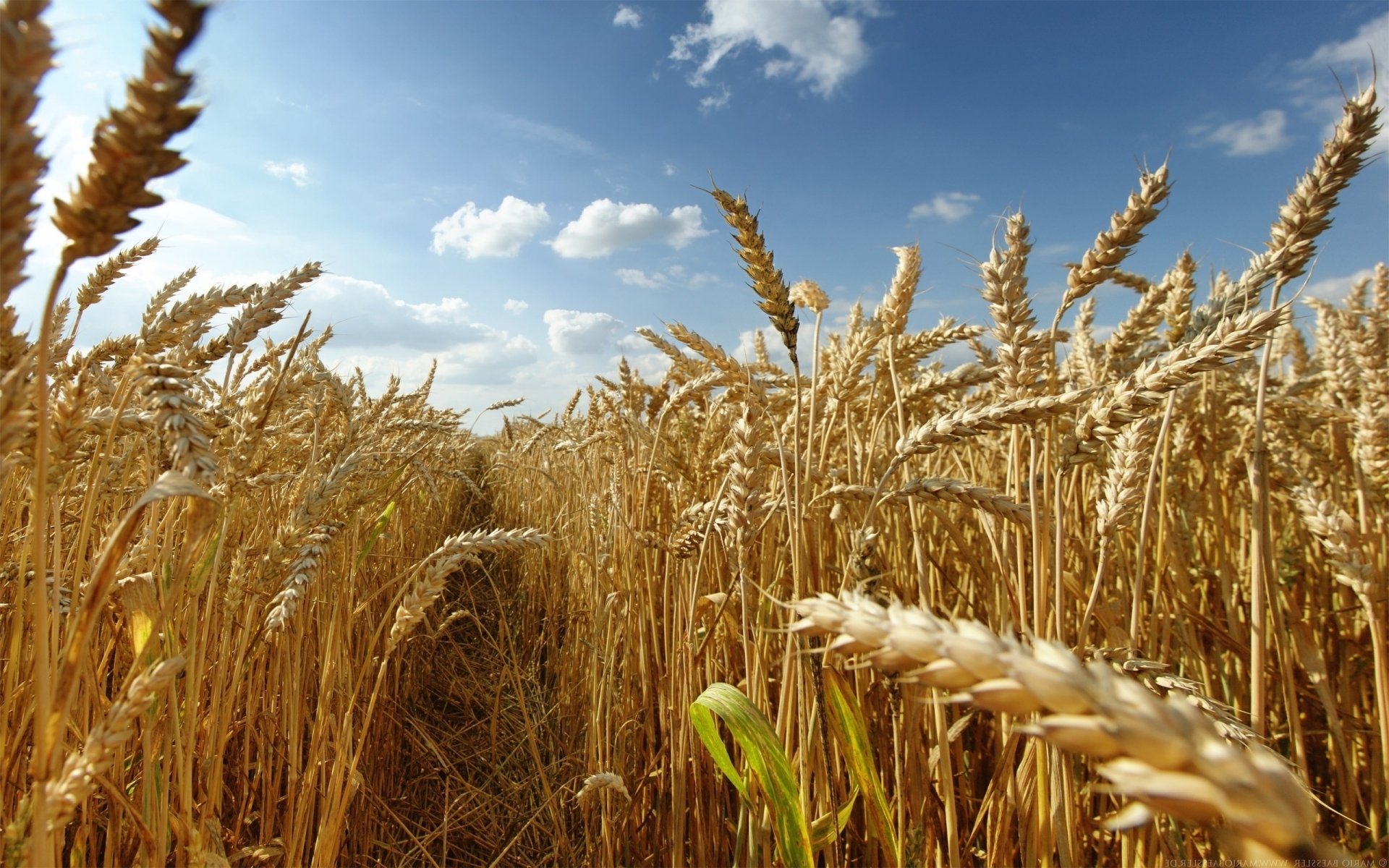 Download Nature Wheat HD Wallpaper