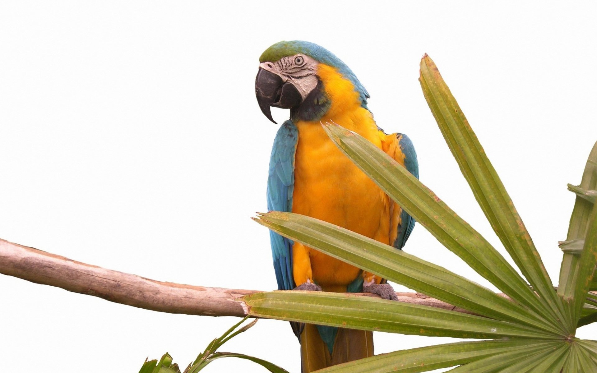 Blue-and-yellow macaw perched on a branch with palm leaves — vivid 2K Quad HD PC desktop wallpaper/background.