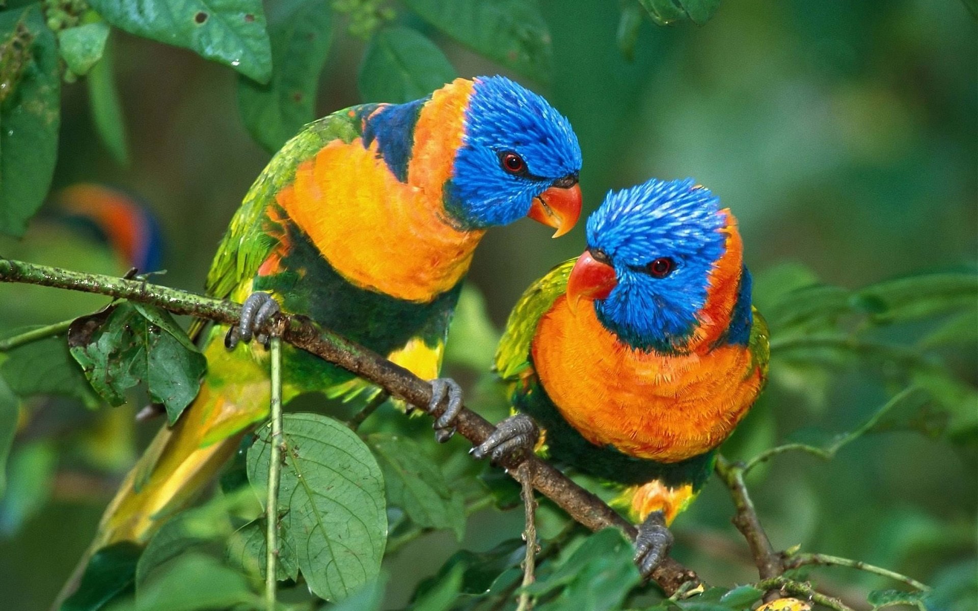 HD desktop wallpaper of two vibrant rainbow lorikeets perched on a leafy branch against a blurred green background.