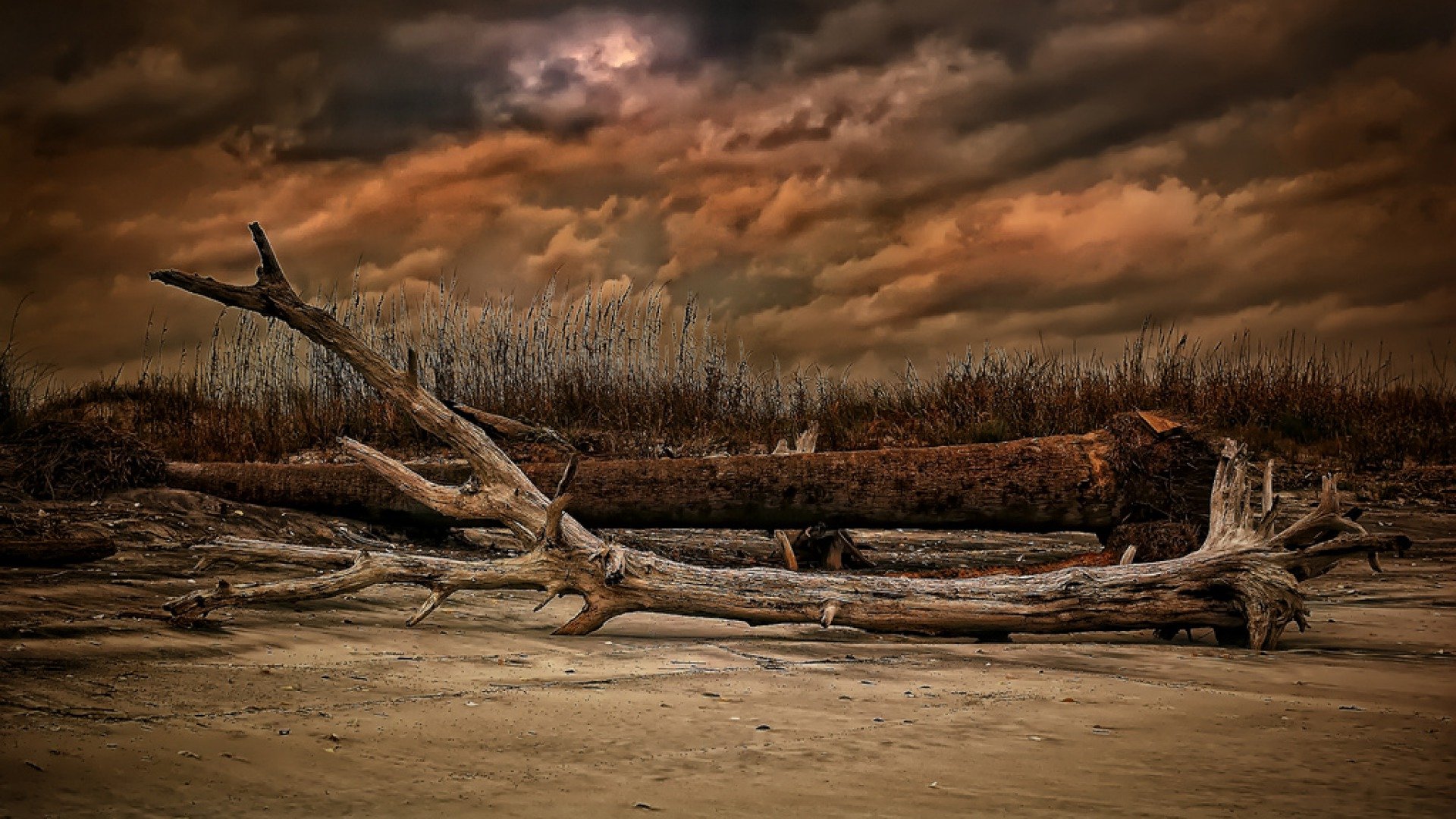 HD PC desktop wallpaper showcasing a dramatic nature scene with fallen trees on a sandy shore under a moody, cloud-filled sky.