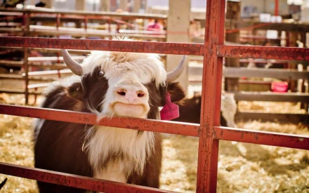 Animal cow HD Desktop Wallpaper | Background Image