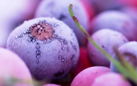 food berry HD Desktop Wallpaper | Background Image
