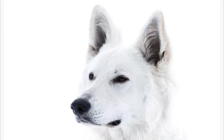 Close-up portrait of a white Swiss Shepherd dog (White Shepherd) on a clean white background — HD PC desktop wallpaper.