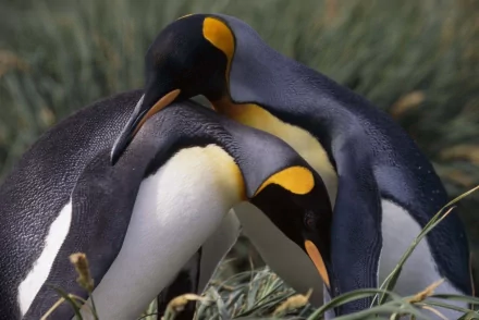 Two king penguins nuzzling in grassy nesting area, presented as a high-resolution 2K Quad HD PC desktop wallpaper background.