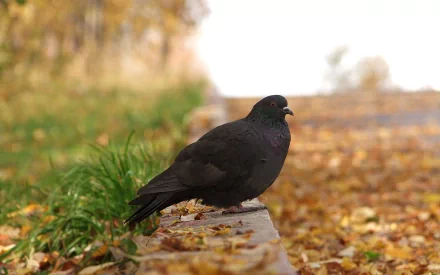 Animal pigeon HD Desktop Wallpaper | Background Image