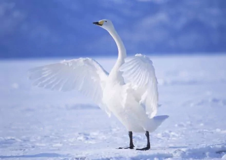 HD PC desktop wallpaper of a tundra swan (animal) standing on snow with wings partially spread against a pale blue sky.