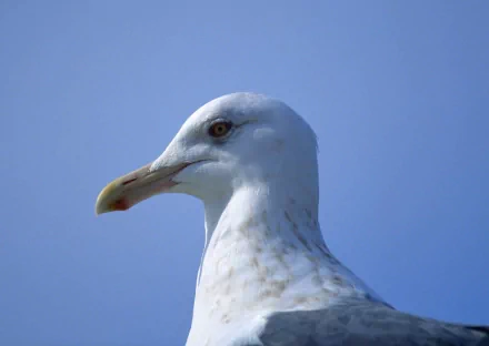 Close-up of a seagull's head against a clear blue sky — HD PC desktop wallpaper and background.