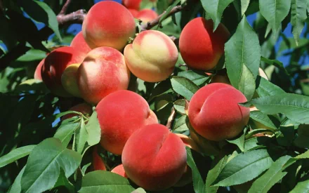 food peach HD Desktop Wallpaper | Background Image