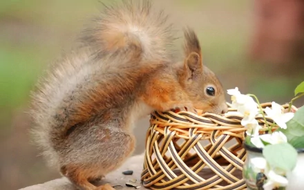 rodent basket Animal squirrel HD Desktop Wallpaper | Background Image