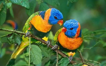 HD desktop wallpaper of two vibrant rainbow lorikeets perched on a leafy branch against a blurred green background.