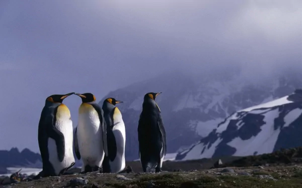 HD desktop wallpaper of a group of emperor penguins standing on rocky terrain with snow-covered mountains and a cloudy sky in the background.