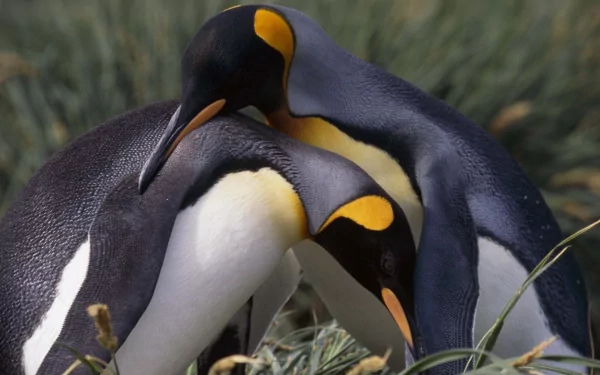 Two king penguins nuzzling in grassy nesting area, presented as a high-resolution 2K Quad HD PC desktop wallpaper background.