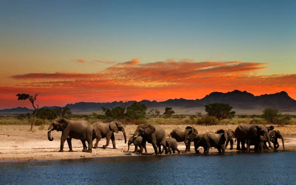 A herd of African bush elephants, including baby elephants, walks along a savanna landscape at sunset, captured in HD for a striking desktop wallpaper.