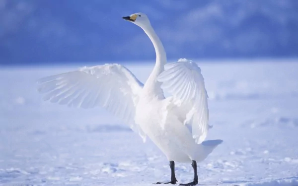 HD PC desktop wallpaper of a tundra swan (animal) standing on snow with wings partially spread against a pale blue sky.