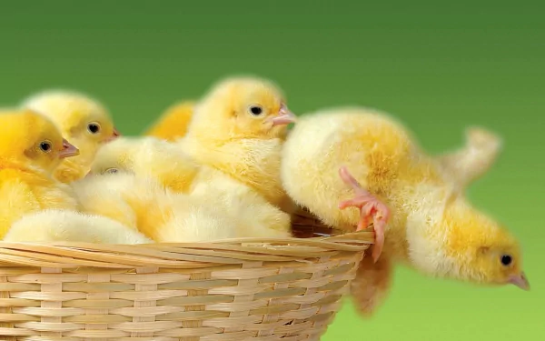 Animal chicken HD Desktop Wallpaper | Background Image
