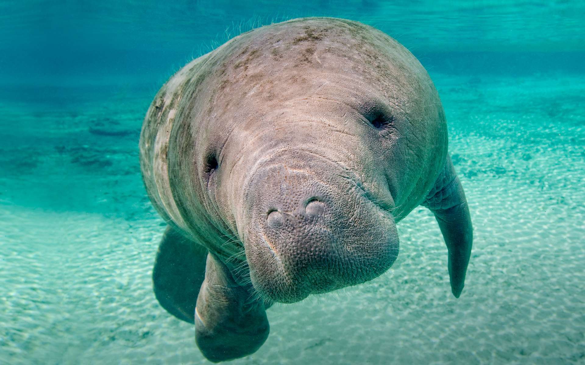 Stunning Manatee HD Wallpaper A Gentle Ocean Giant