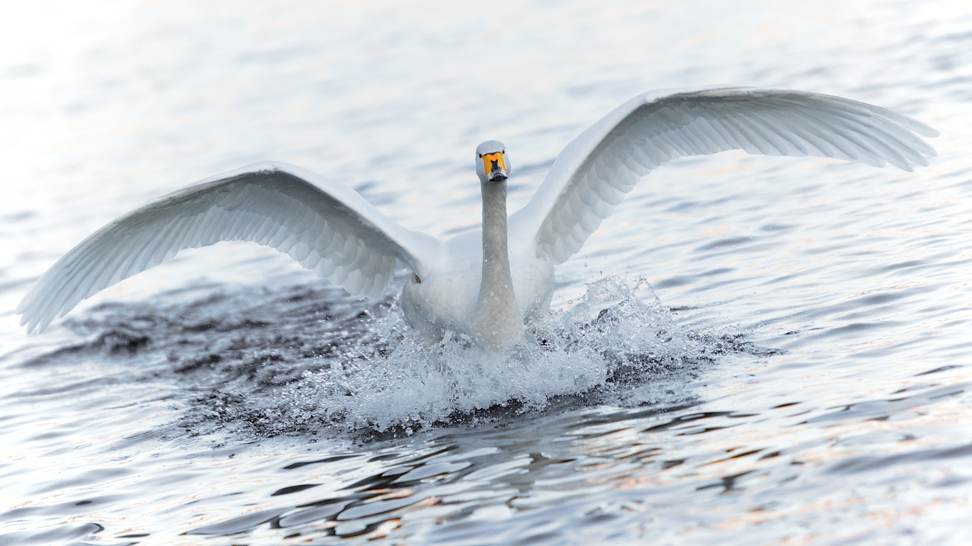 Animal Whooper swan HD Wallpaper | Background Image