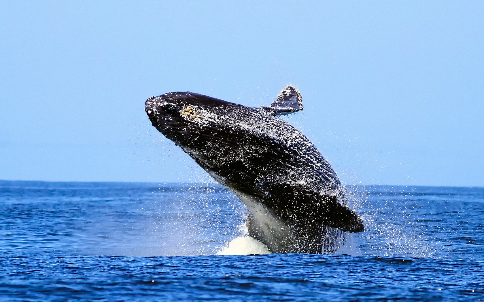 Animal Humpback Whale HD Wallpaper | Background Image