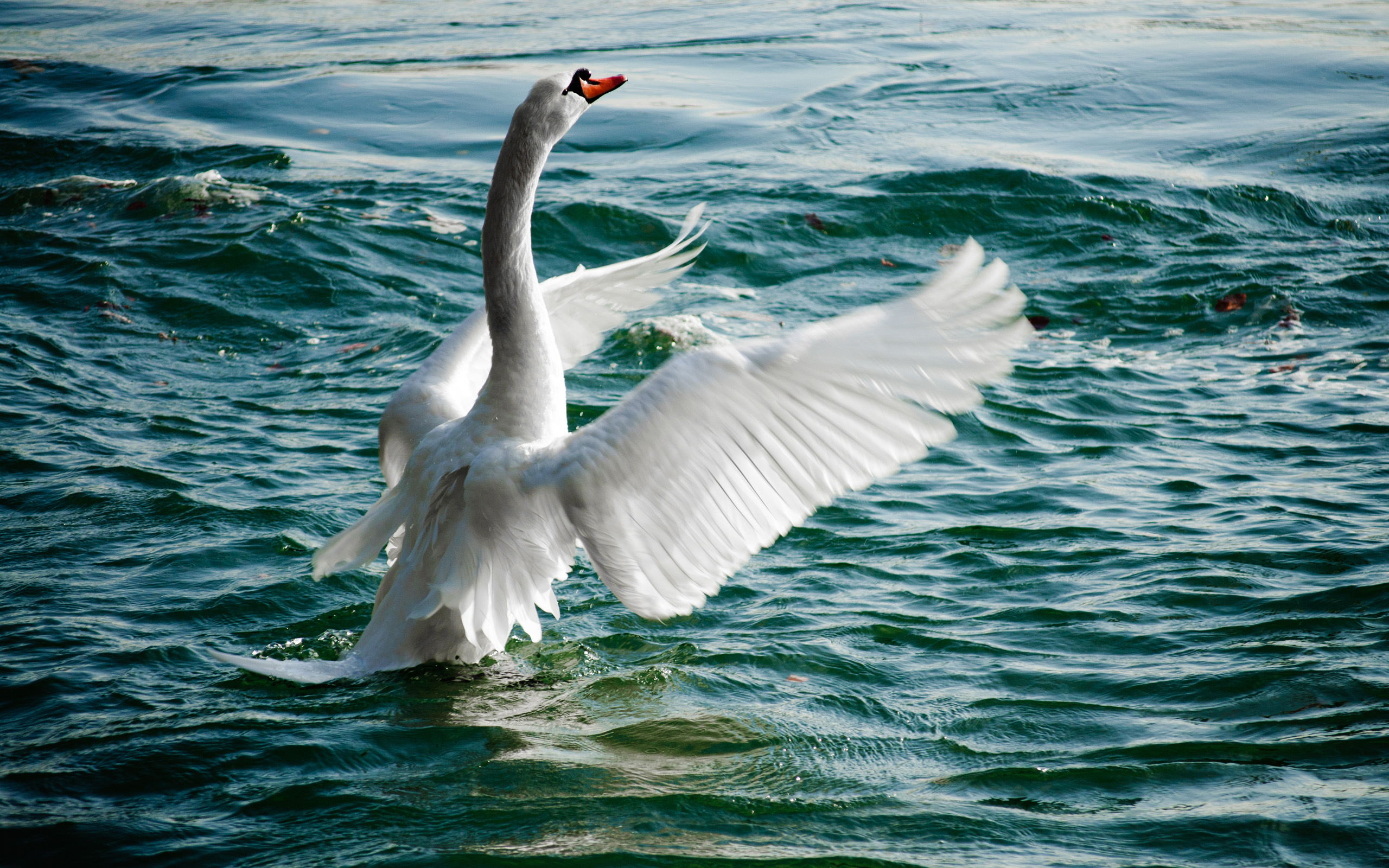 Download Animal Mute Swan HD Wallpaper