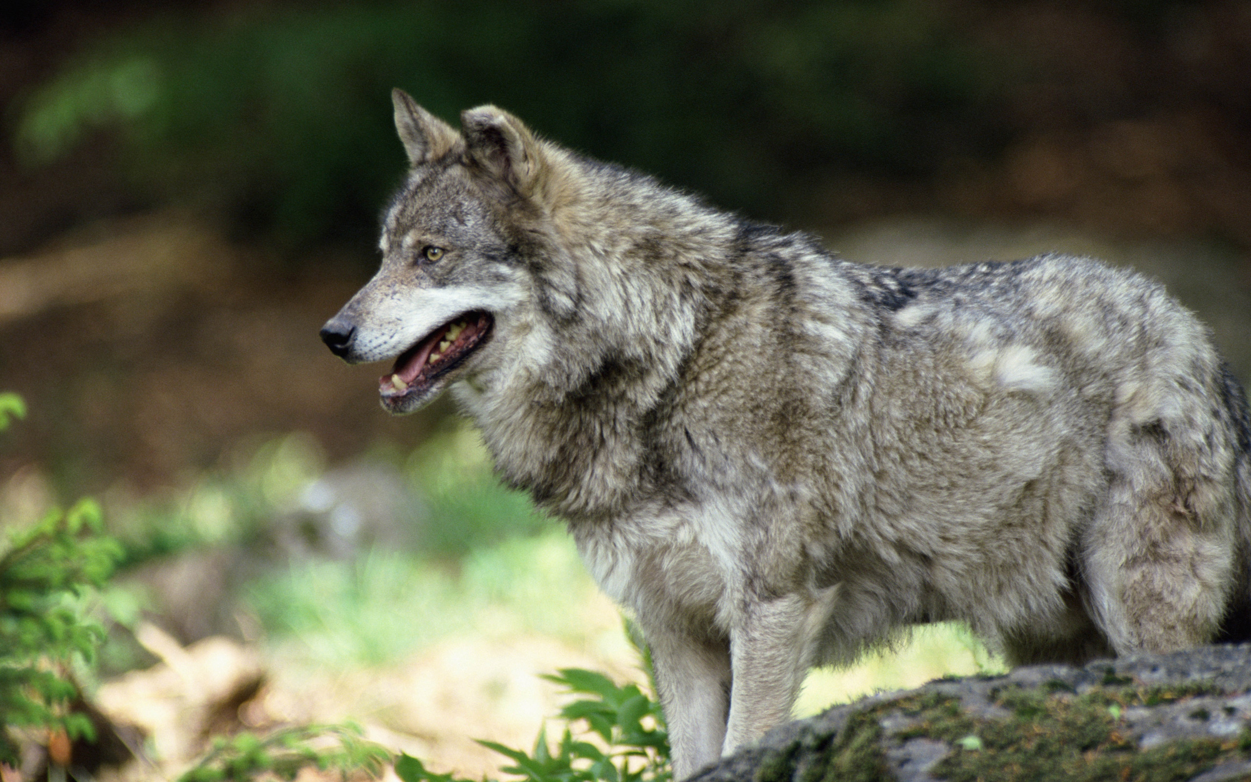 Wolf HD Wallpaper | Background Image | 2560x1600