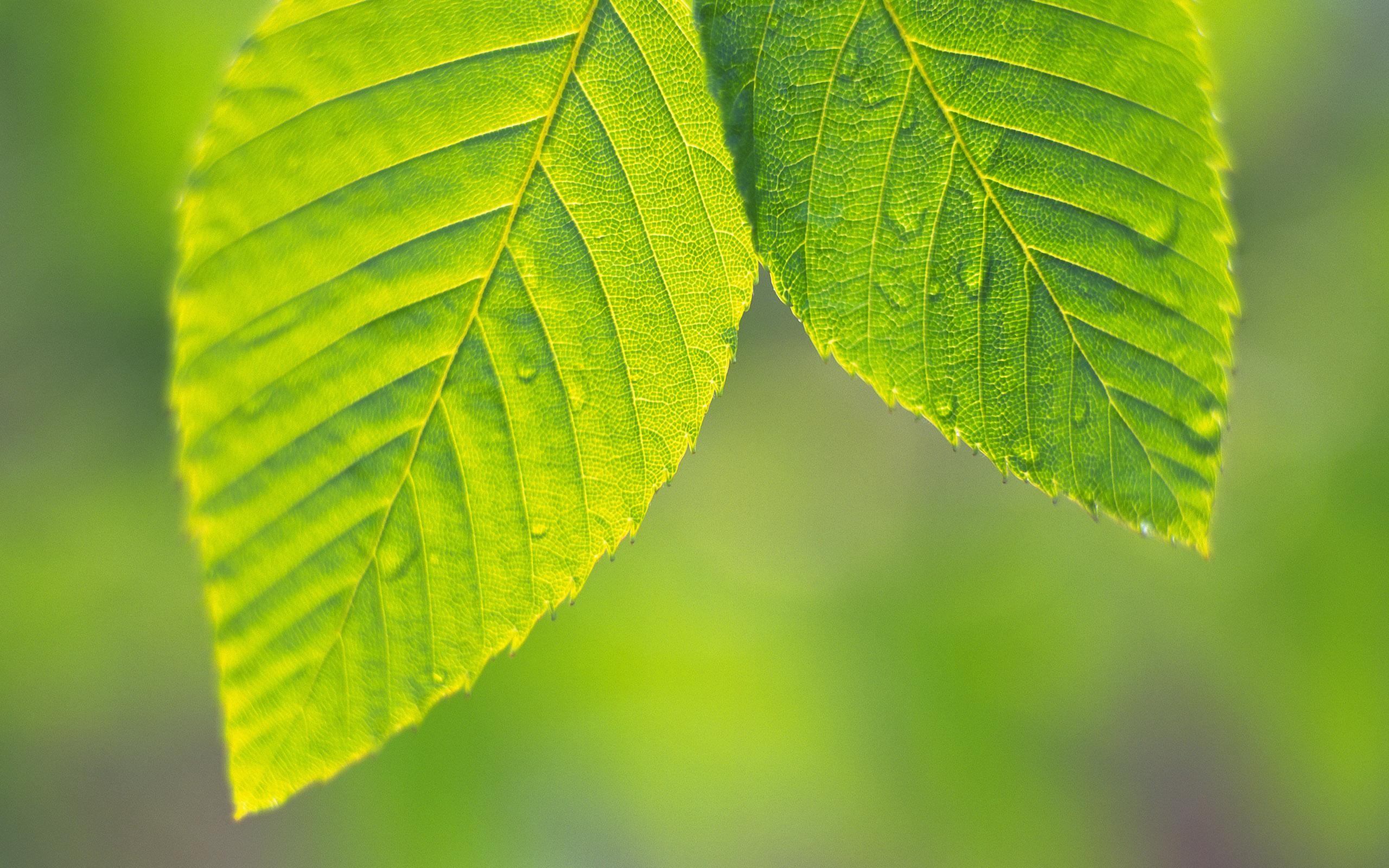  Leaf  HD Wallpaper  Background Image 2560x1600