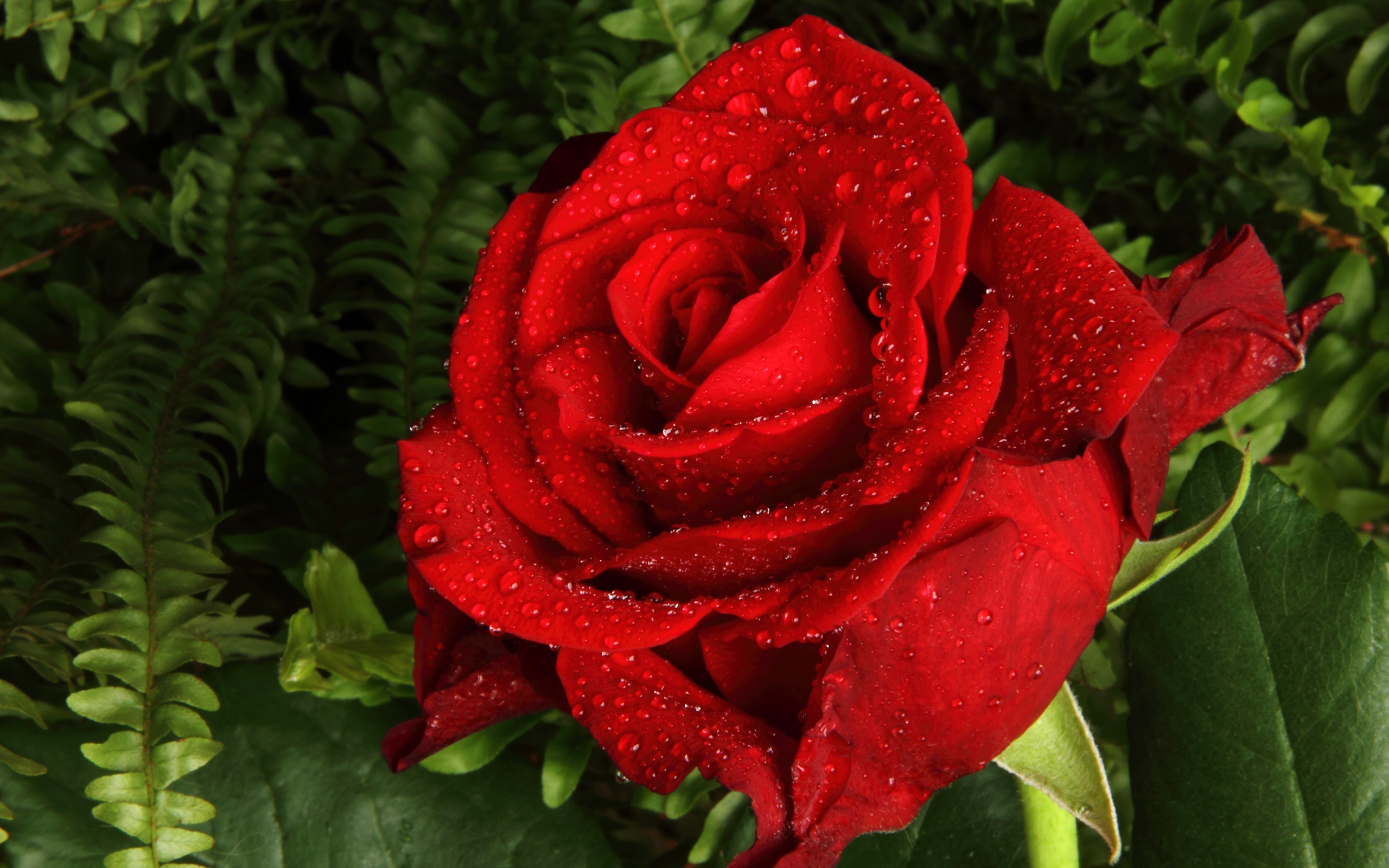 Rose HD Wallpaper | Background Image | 2560x1600