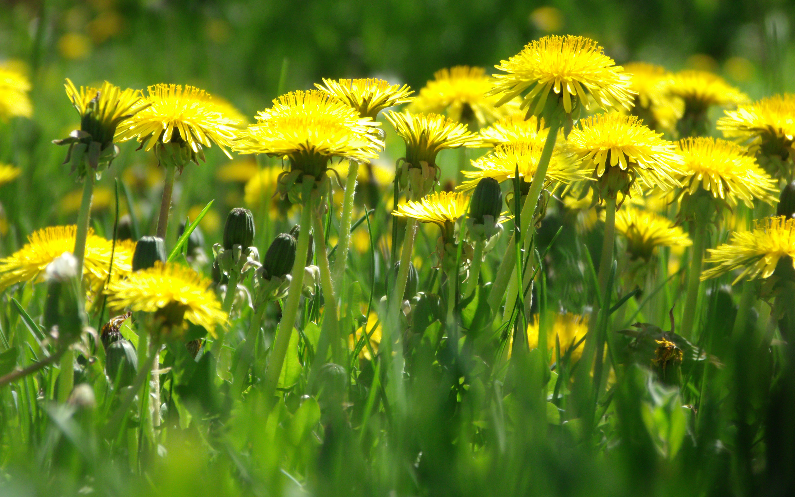 Nature Dandelion HD Wallpaper