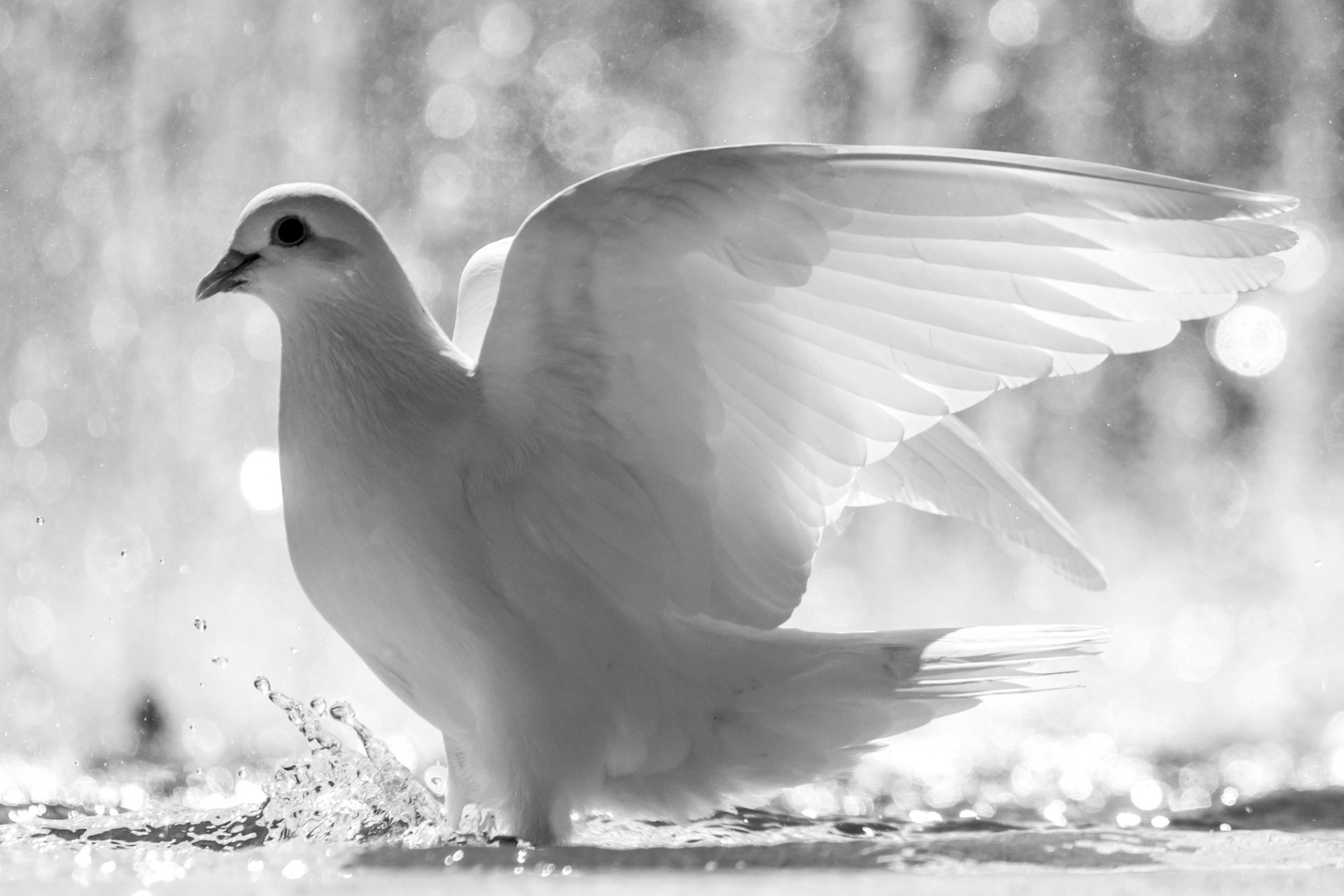 A high-definition desktop wallpaper featuring a graceful dove with wings partially spread, standing in shallow water with a soft, blurred background.