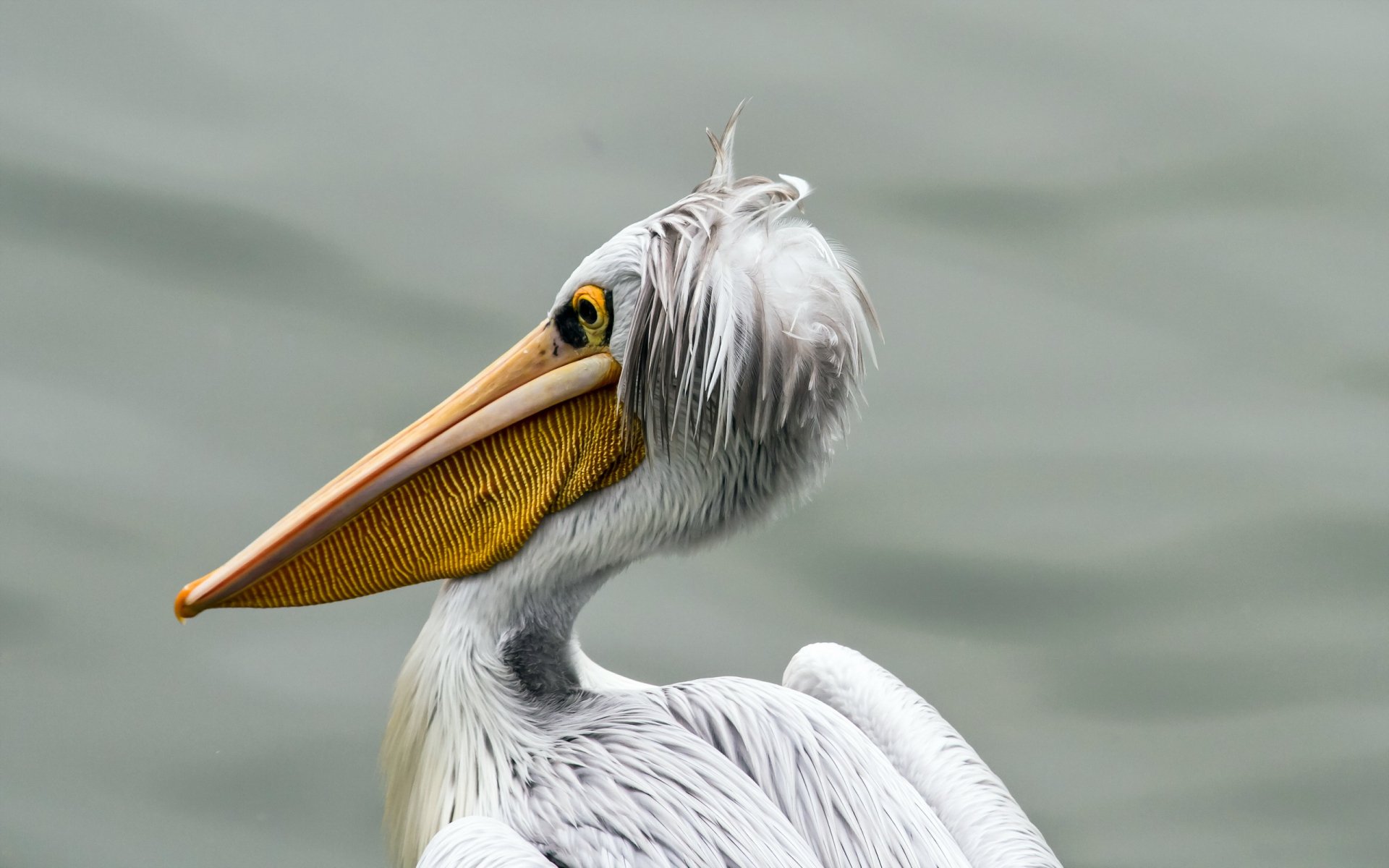 Close-up of a pelican with intricate feather details, captured in HD quality, making a striking PC desktop wallpaper background.