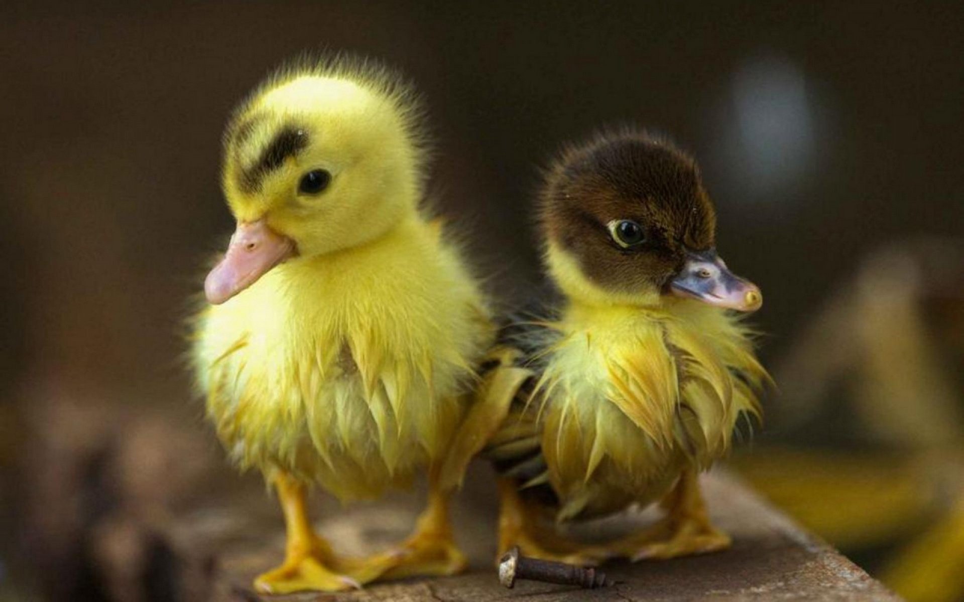 Duck Full Hd Wallpaper And Background Image | 1920X1200 | Id:368353