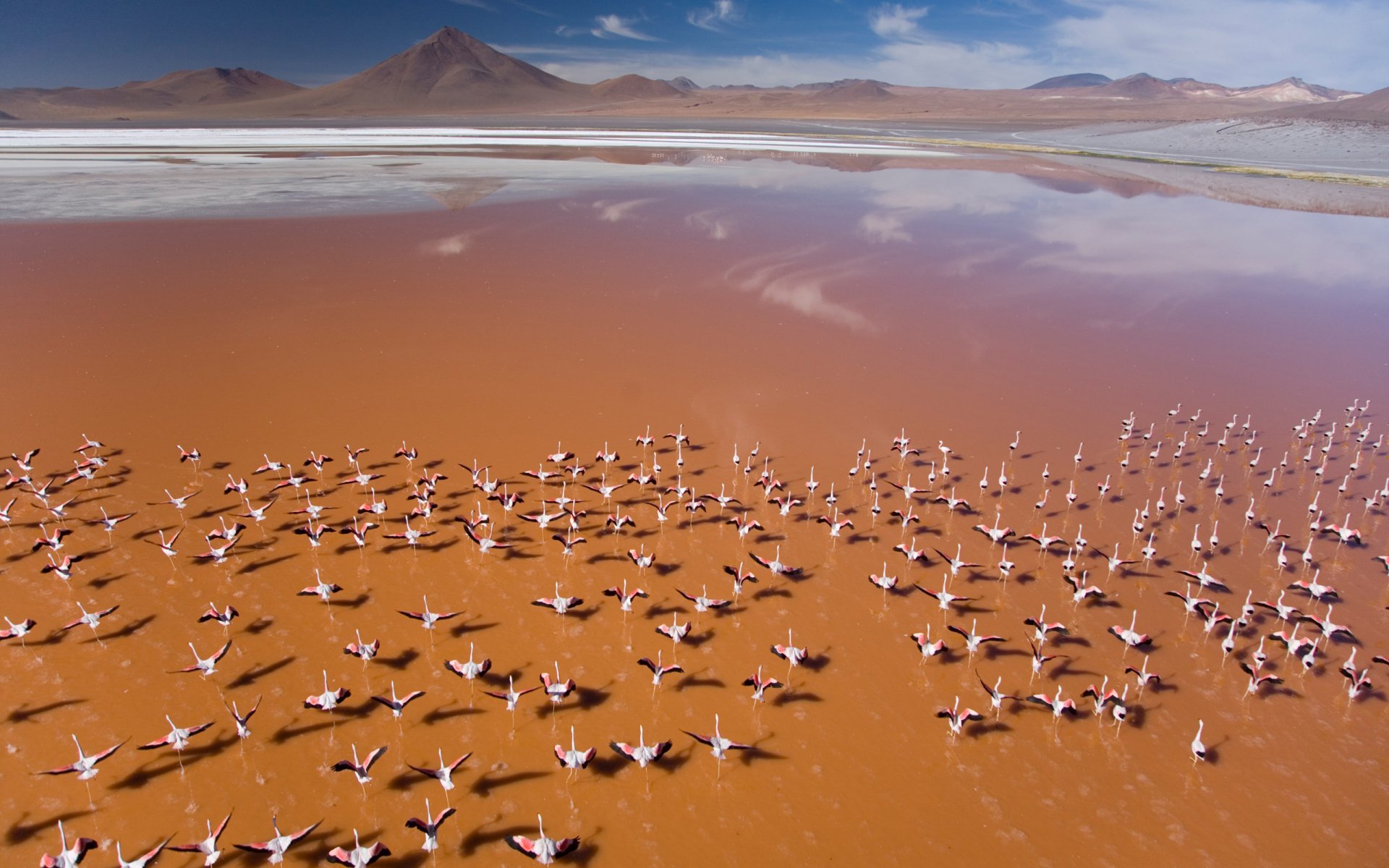 HD PC desktop wallpaper showing a large flock of flamingos standing in shallow reddish water with mountains and a blue sky in the background.