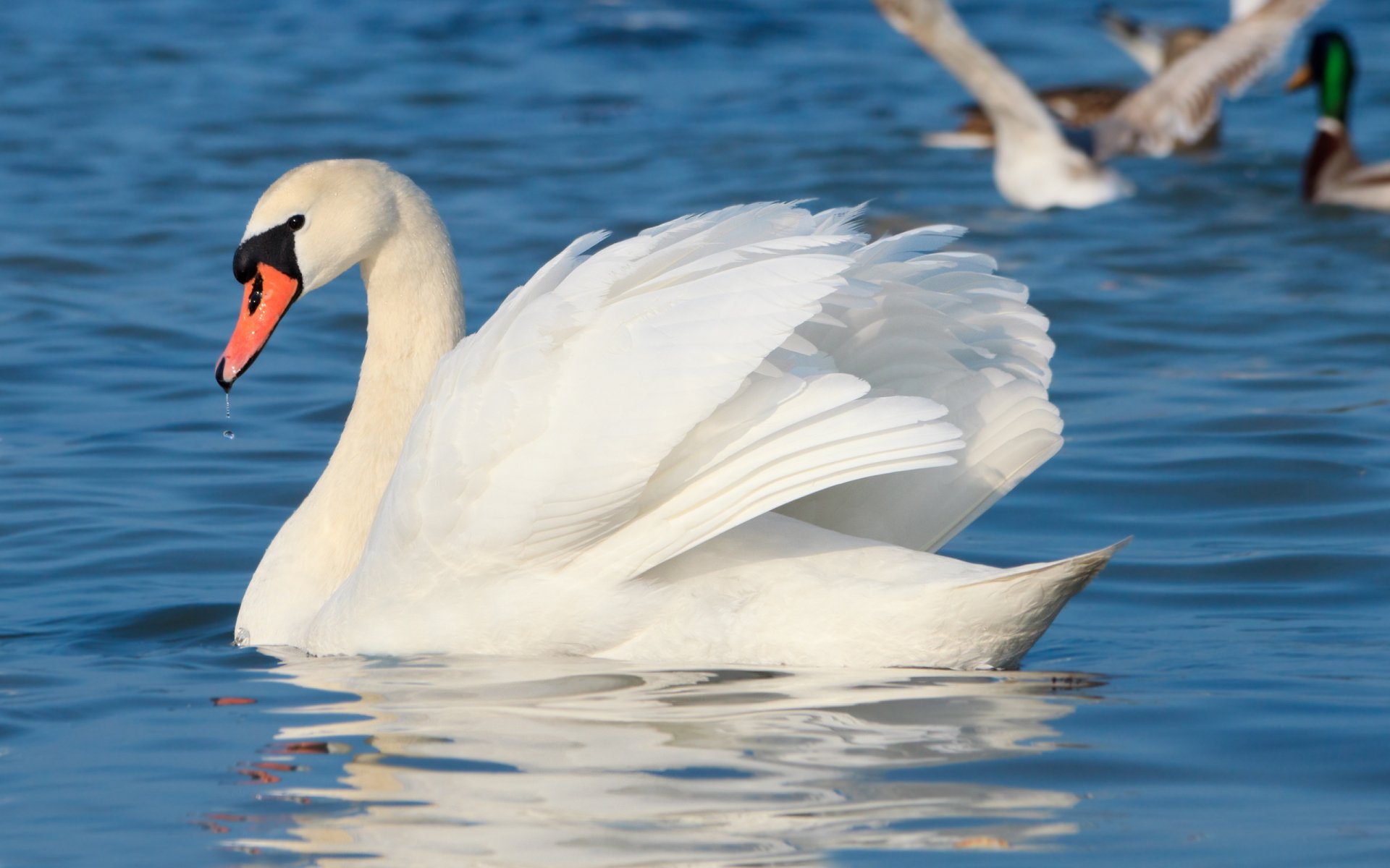 HD desktop wallpaper featuring a graceful mute swan gliding on calm blue water with ducks in the background.