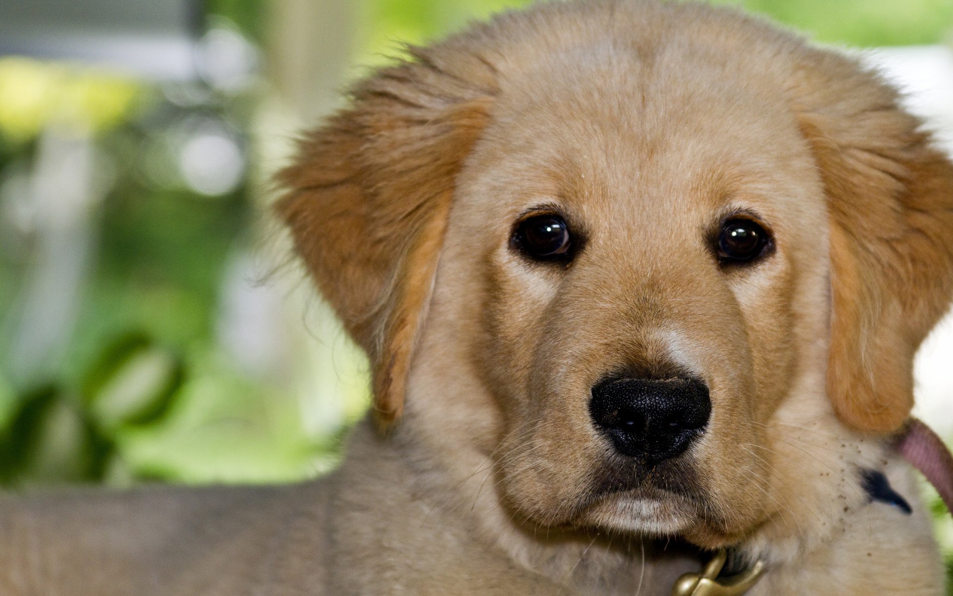 Download Animal Dog HD Wallpaper | 2560x1600 | Wallpaper Abyss